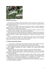 Runkelių auginimas 3 puslapis