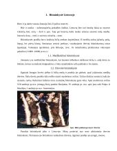 Bitininkystė Lietuvoje, medaus produktai 3 puslapis