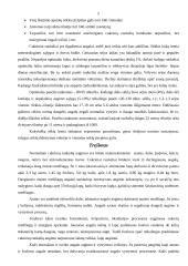 Cukrinių runkelių auginimas 4 puslapis