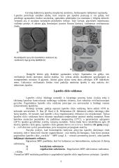 Ląstelės totipotentiškumas 3 puslapis