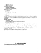 Lentpjūvėje naudojamų transporterių analizė 3 puslapis