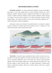 Mechaninių dirgiklių jutimas. Šoninė linija, plaukuotos jutimo ląstelės, pusiausvyra ir kiti receptoriai 3 puslapis