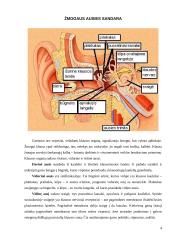 Mechaninių dirgiklių jutimas. Šoninė linija, plaukuotos jutimo ląstelės, pusiausvyra ir kiti receptoriai 4 puslapis