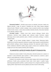 Mechaninių dirgiklių jutimas. Šoninė linija, plaukuotos jutimo ląstelės, pusiausvyra ir kiti receptoriai 6 puslapis