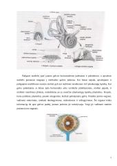 Mechaninių dirgiklių jutimas. Šoninė linija, plaukuotos jutimo ląstelės, pusiausvyra ir kiti receptoriai 7 puslapis
