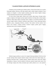 Mechaninių dirgiklių jutimas. Šoninė linija, plaukuotos jutimo ląstelės, pusiausvyra ir kiti receptoriai 8 puslapis