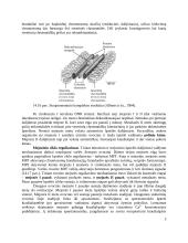 Mitozės ir mejozės palyginimas 3 puslapis