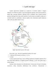 Mitozės reguliavimo molekuliniai mechanizmai 2 puslapis