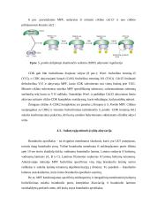 Mitozės reguliavimo molekuliniai mechanizmai 11 puslapis