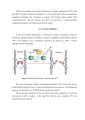 Mitozės reguliavimo molekuliniai mechanizmai 12 puslapis