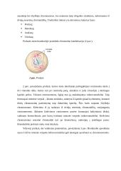 Mitozės reguliavimo molekuliniai mechanizmai 4 puslapis