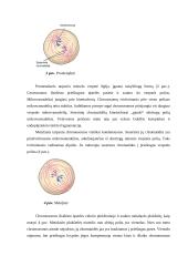 Mitozės reguliavimo molekuliniai mechanizmai 5 puslapis