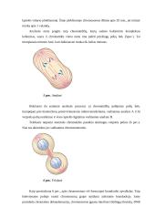 Mitozės reguliavimo molekuliniai mechanizmai 6 puslapis