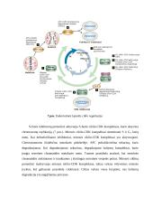 Mitozės reguliavimo molekuliniai mechanizmai 9 puslapis