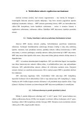 Mitozės reguliavimo molekuliniai mechanizmai 10 puslapis