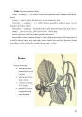 Paprastasis ąžuolas ir paprastasis lazdynas 11 puslapis