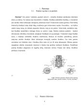 Patentinės informacijos dokumentų struktūra. Patentinės klasifikacijos 4 puslapis