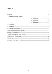 Rašto kilmė, istorija ir raida 2 puslapis