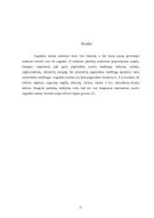 Šakniavaisiai 19 puslapis