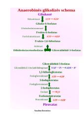 Anaerobinė angliavandenių apykaita bei jos reguliavimas 9 puslapis