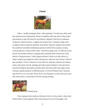 Viskas apie arklius 11 puslapis