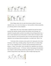 Viskas apie arklius 14 puslapis