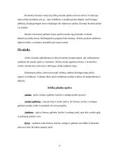 Viskas apie arklius 17 puslapis