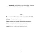 Viskas apie arklius 19 puslapis