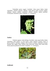 Vynmedžių veislių įvairovė 11 puslapis