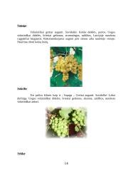 Vynmedžių veislių įvairovė 14 puslapis