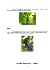 Vynmedžių veislių įvairovė 16 puslapis