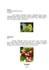 Vynmedžių veislių įvairovė 20 puslapis