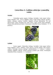 Vynmedžių veislių įvairovė 4 puslapis