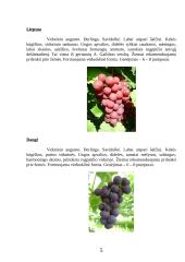 Vynmedžių veislių įvairovė 5 puslapis