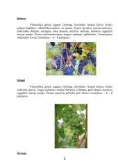 Vynmedžių veislių įvairovė 6 puslapis