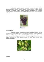 Vynmedžių veislių įvairovė 8 puslapis