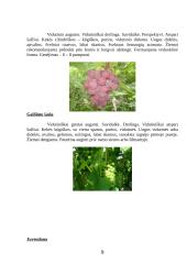 Vynmedžių veislių įvairovė 9 puslapis