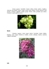 Vynmedžių veislių įvairovė 10 puslapis