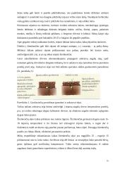 Žemės dirbimo ir sėjos būdai 15 puslapis