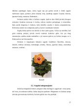 Augalai mūsų namuose 11 puslapis