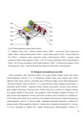 Automatinės pavarų dėžės - veikimas, privalumai, trūkumai 13 puslapis