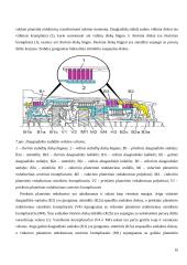 Automatinės pavarų dėžės - veikimas, privalumai, trūkumai 9 puslapis