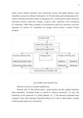 Rinkos vystymo galimybės: statybų griovimo darbai "Vaidva" 8 puslapis