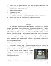 Vetti namo Pompėjoje analizė 7 puslapis