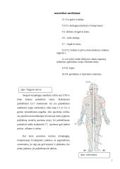 Aktyvios reabilitacijos įtaka žmonėms po nugaros smegenų kaklinės dalies pažeidimų 7 puslapis