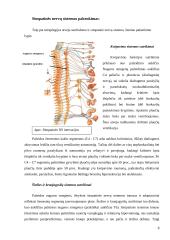 Aktyvios reabilitacijos įtaka žmonėms po nugaros smegenų kaklinės dalies pažeidimų 8 puslapis