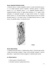 Cukrinis diabetas. Diabetinė pėda 11 puslapis