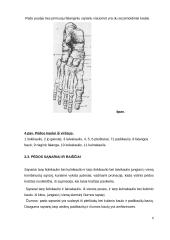 Cukrinis diabetas. Diabetinė pėda 6 puslapis
