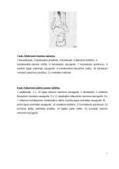 Cukrinis diabetas. Diabetinė pėda 7 puslapis