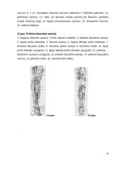 Cukrinis diabetas. Diabetinė pėda 10 puslapis